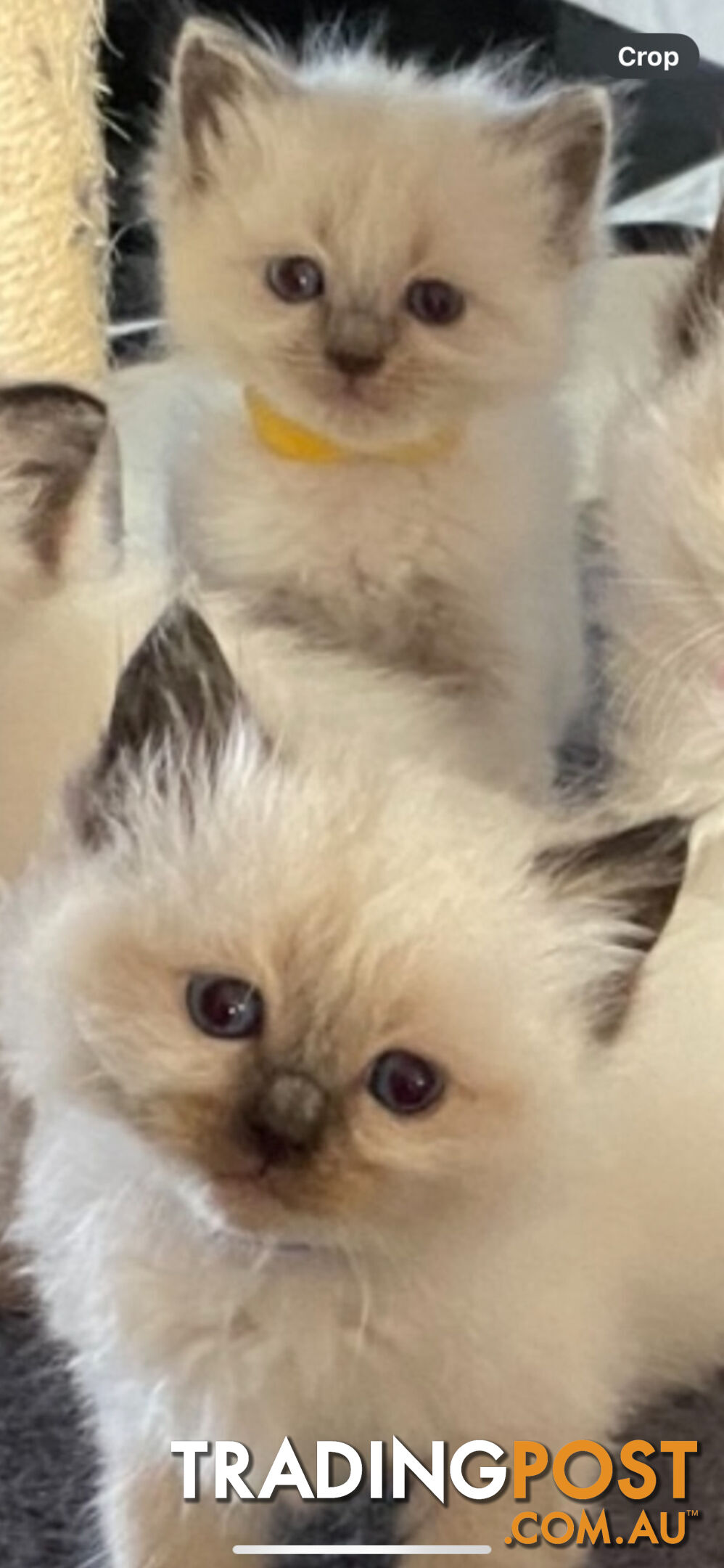 Ragdoll kittens (purebred)chocolate and bluepoint