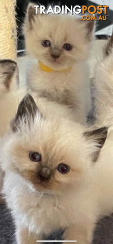 Ragdoll kittens (purebred)chocolate and bluepoint