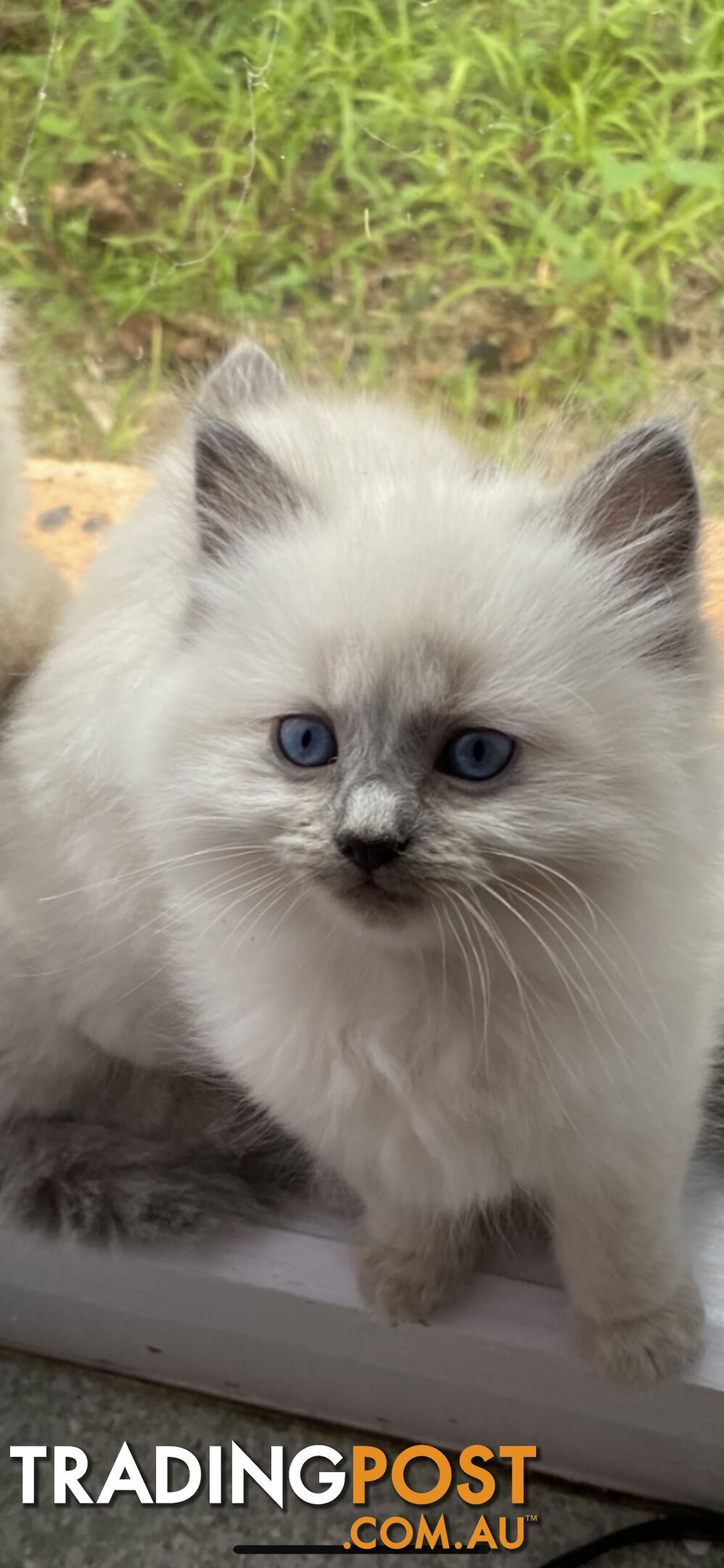 Ragdoll kittens (purebred)chocolate and bluepoint