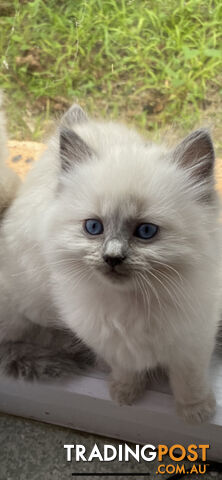 Ragdoll kittens (purebred)chocolate and bluepoint