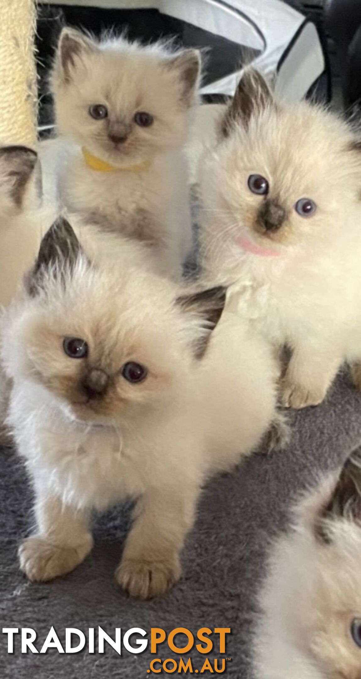 Ragdoll kittens (purebred)chocolate and bluepoint