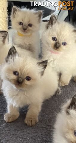 Ragdoll kittens (purebred)chocolate and bluepoint