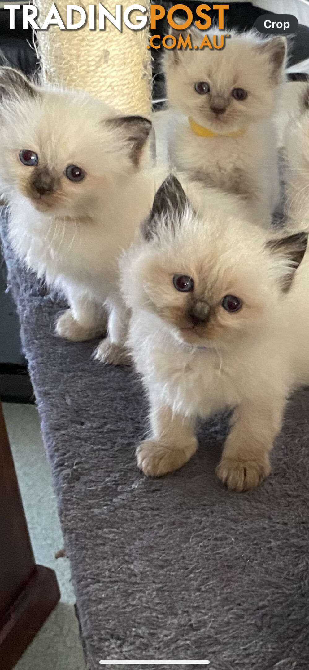 Ragdoll kittens (purebred)chocolate and bluepoint