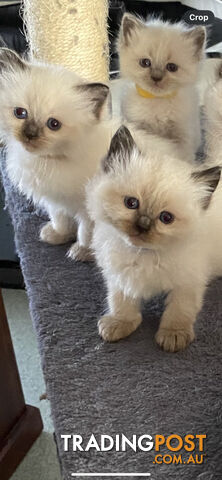 Ragdoll kittens (purebred)chocolate and bluepoint