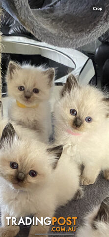 Ragdoll kittens (purebred)chocolate and bluepoint