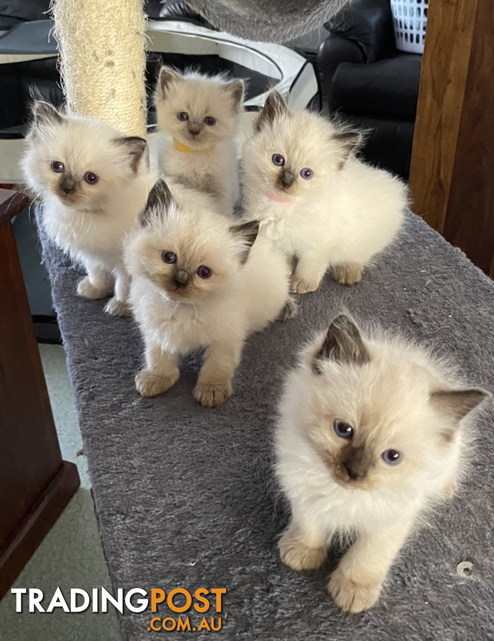 Ragdoll kittens (purebred)chocolate and bluepoint