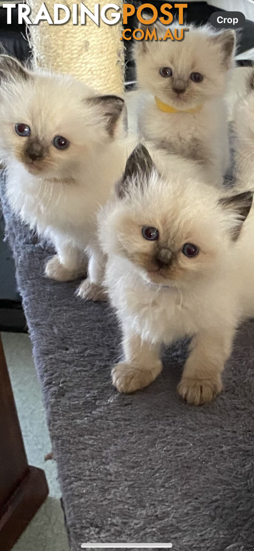 Ragdoll kittens (purebred)chocolate and bluepoint