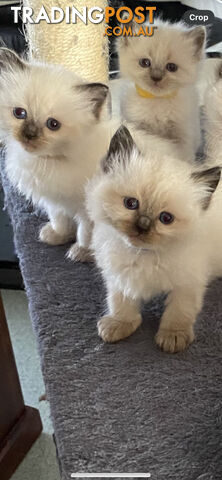 Ragdoll kittens (purebred)chocolate and bluepoint