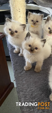 Ragdoll kittens (purebred)chocolate and bluepoint