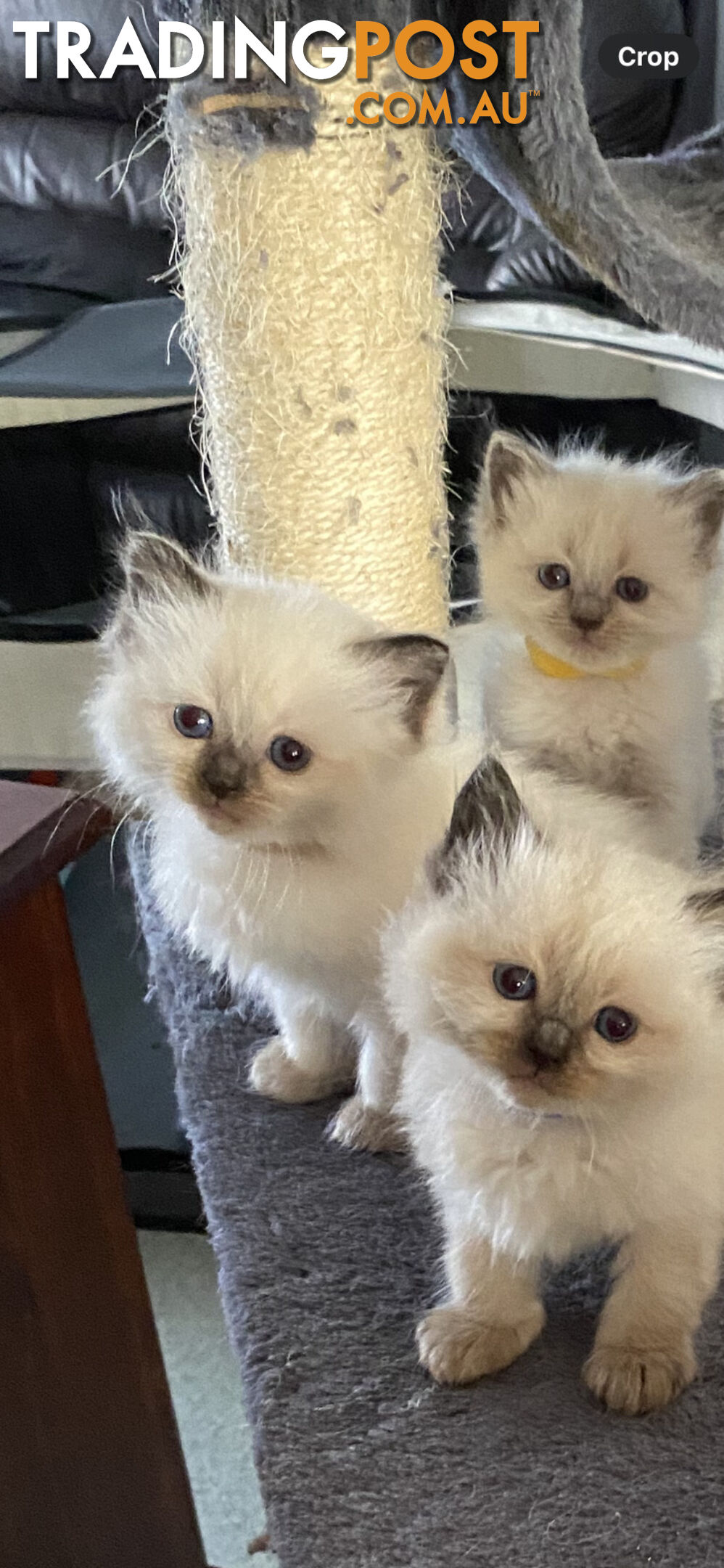 Ragdoll kittens (purebred)chocolate and bluepoint