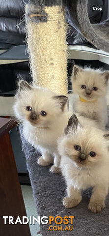 Ragdoll kittens (purebred)chocolate and bluepoint