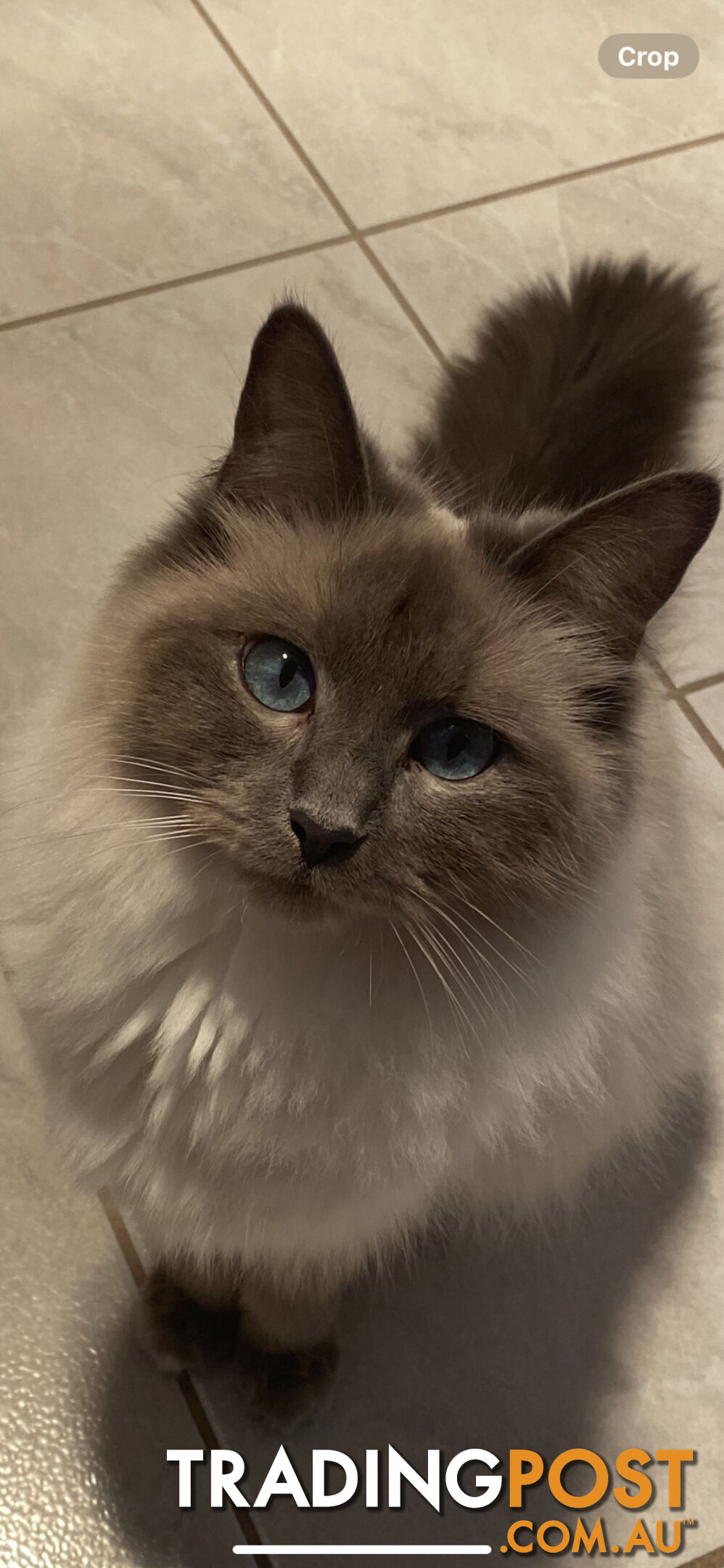 Ragdoll kittens (purebred)chocolate and bluepoint