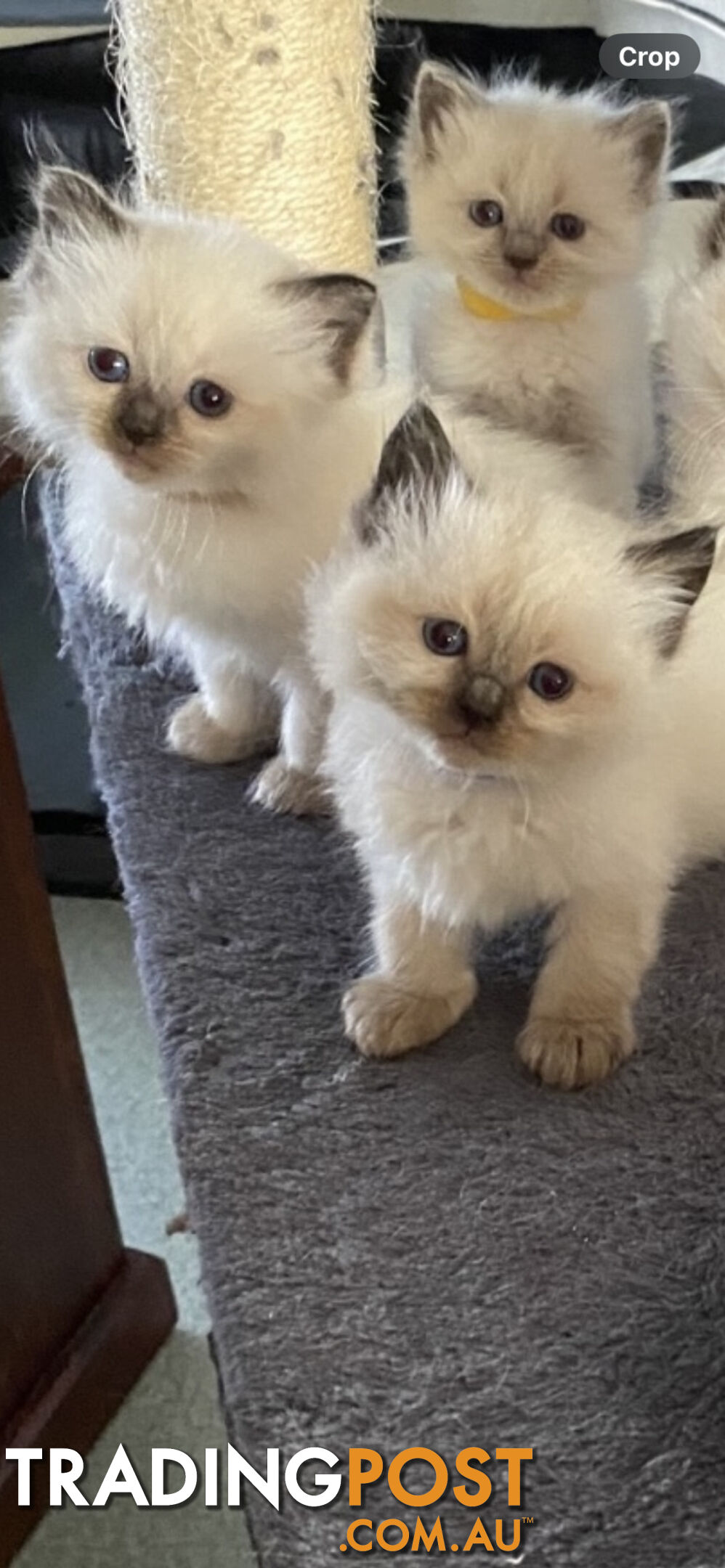 Ragdoll kittens (purebred)chocolate and bluepoint