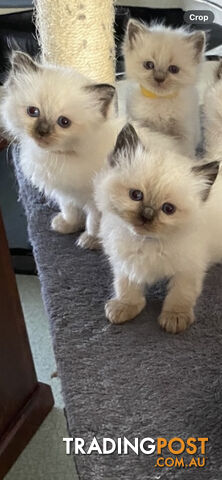 Ragdoll kittens (purebred)chocolate and bluepoint