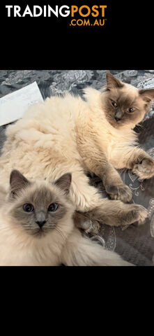 Ragdoll kittens (purebred)chocolate and bluepoint