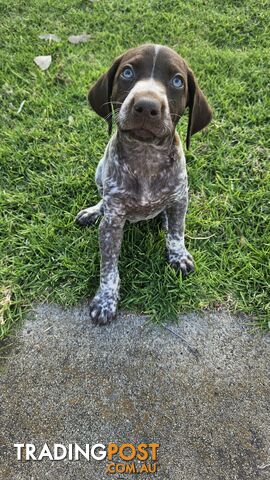 German Shorthaired Pointer Puppies