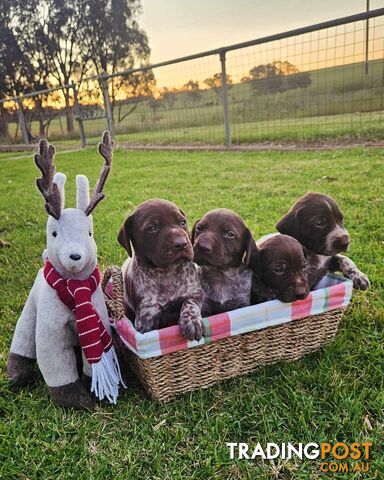 German Shorthaired Pointer Puppies