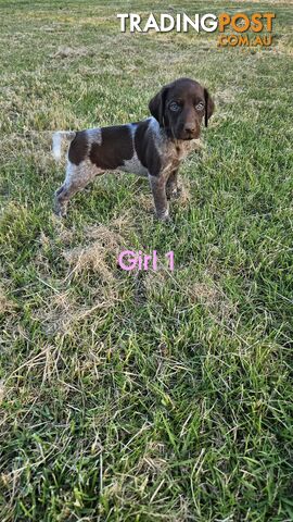 German Shorthaired Pointer Puppies