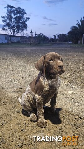 German Shorthaired Pointer Puppies