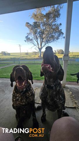 German Shorthaired Pointer Puppies