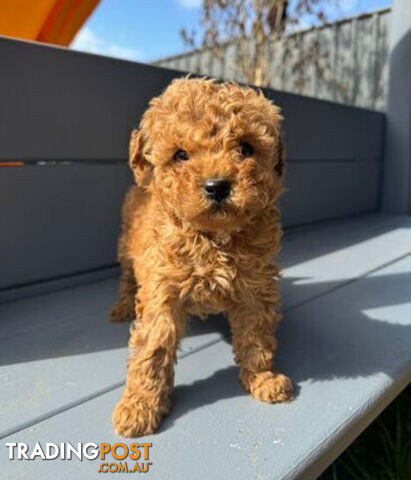 Toy Cavoodle puppies