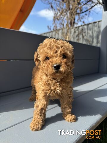 Toy Cavoodle puppies