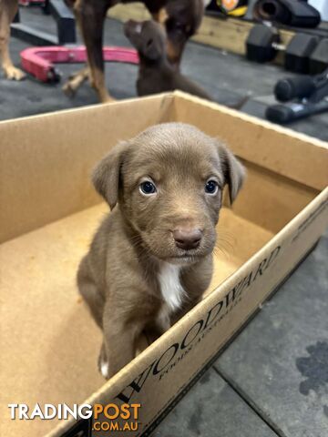 Kelpie cross border collie