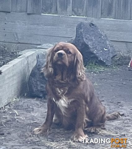 Entire Cavalier king Charles Spaniel