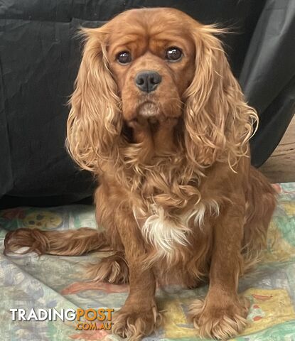 Entire Cavalier king Charles Spaniel