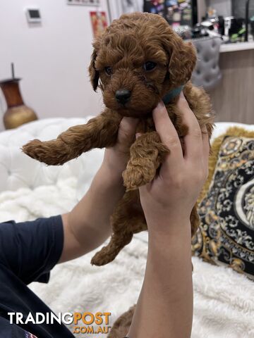Toy poodle puppies looking for new home
