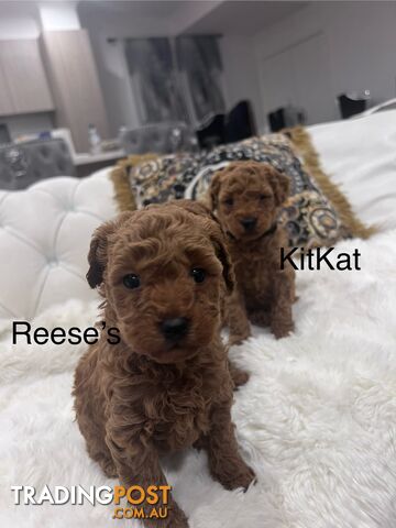 Toy poodle puppies looking for new home
