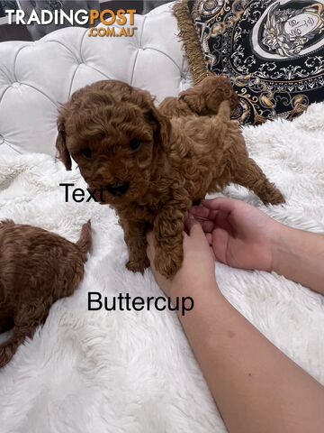 Red Toy poodle puppies looking for new home