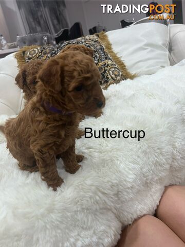 Red Toy poodle puppies looking for new home