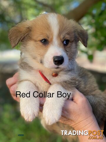 Pembroke Welsh Corgi Pups