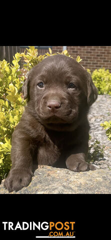 Chocolate Labrador puppies