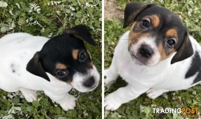 Purebred Jack Russell Pups