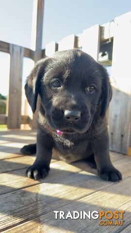 Golden Retriever cross Labrador puppies for sale