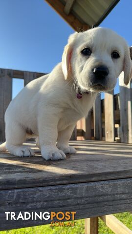 Golden Retriever cross Labrador puppies for sale