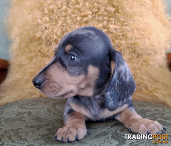 Mini dachshund