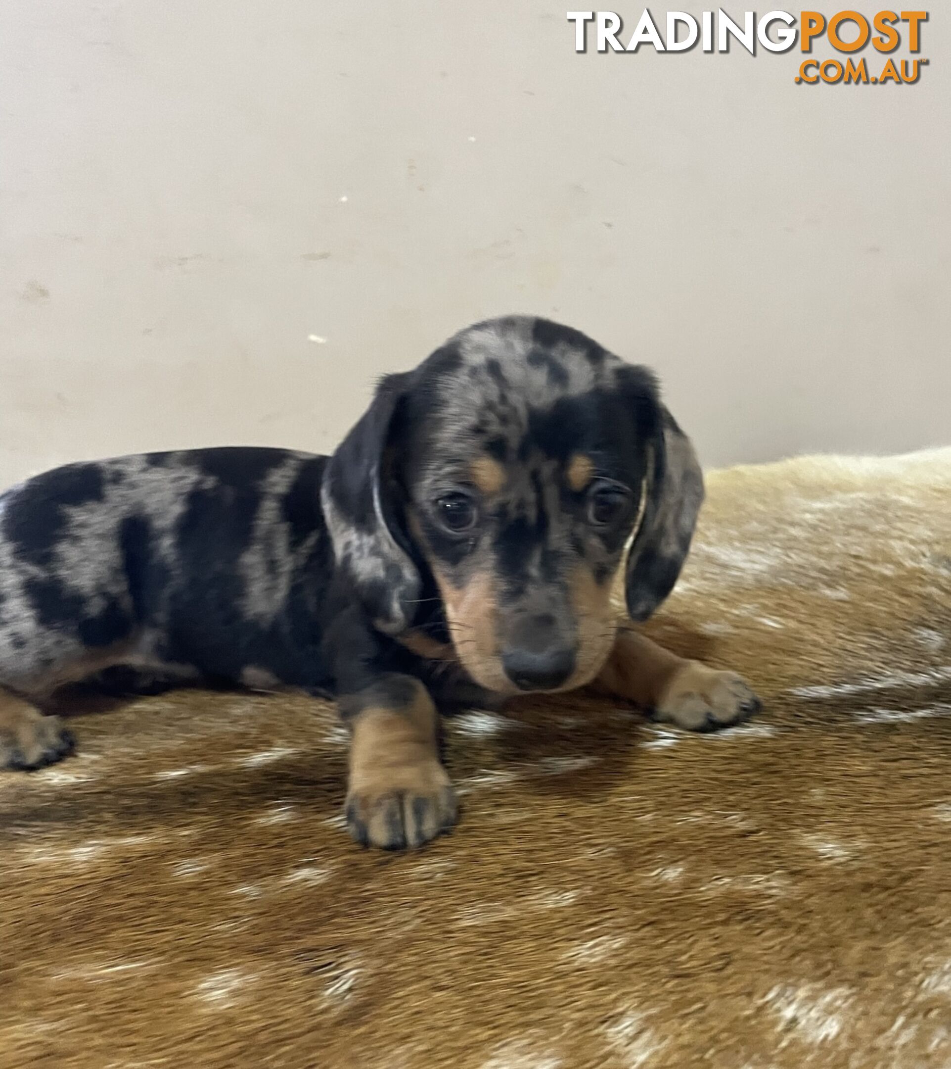 Mini dachshund