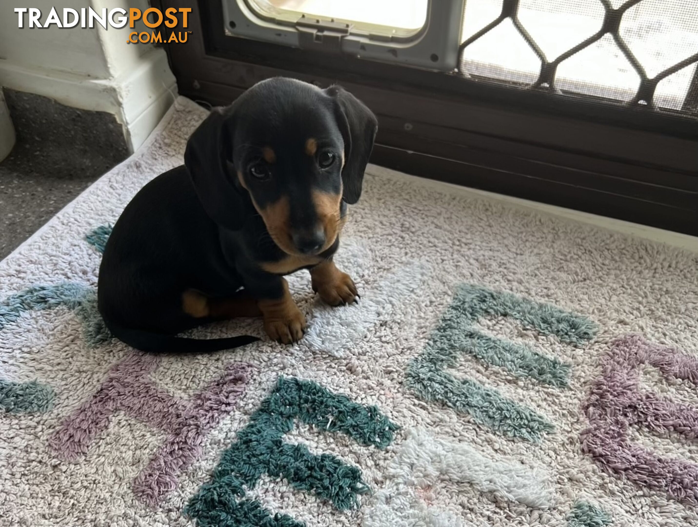 Mini dachshund