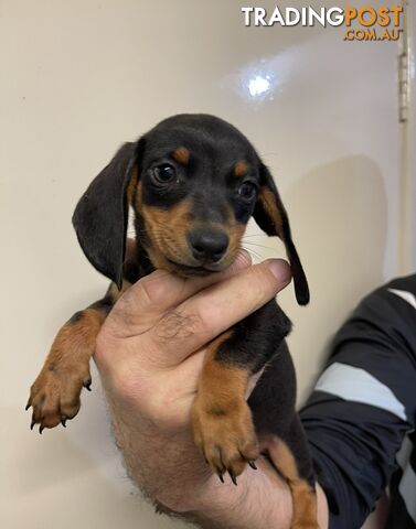 Mini dachshund