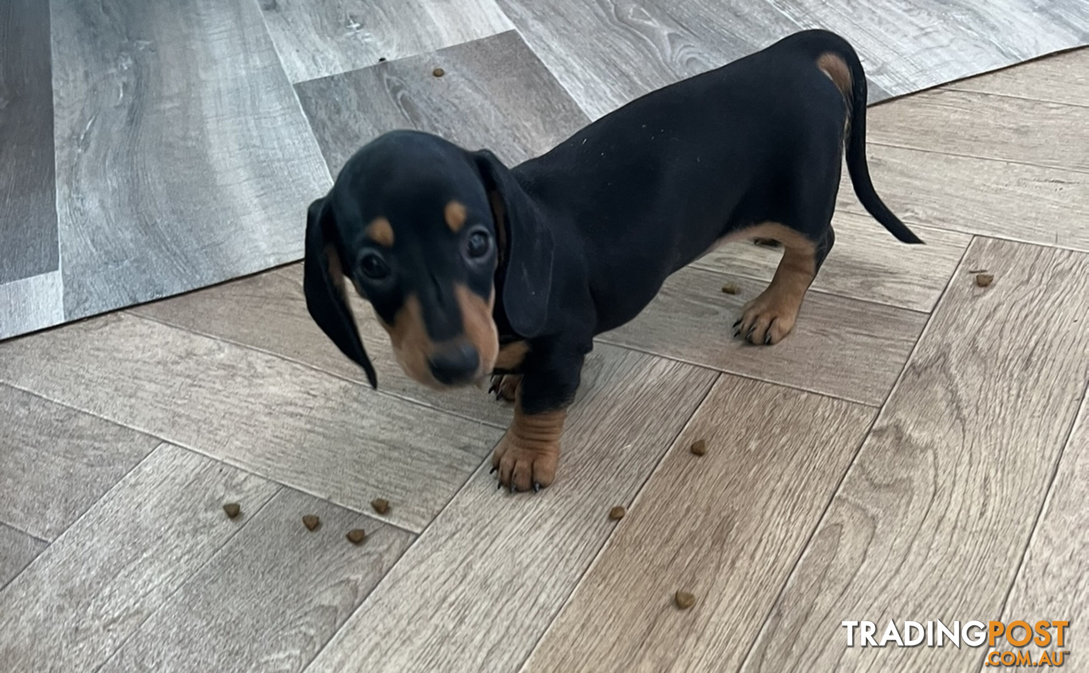 Mini dachshund