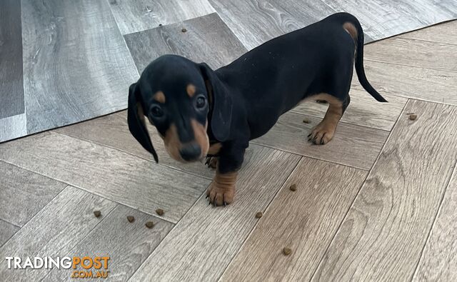 Mini dachshund