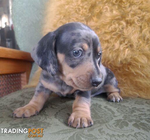 Mini dachshund