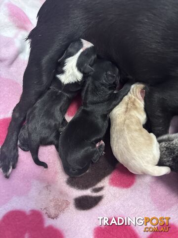 2 beautiful male chihuahua puppies