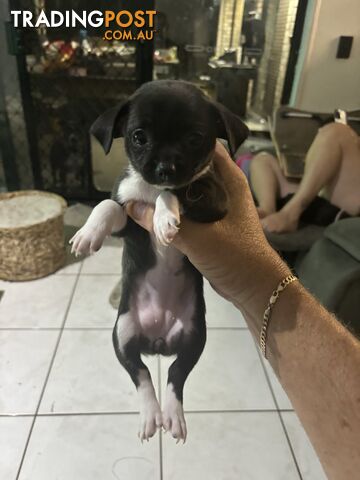 Awesome Chihuahua Girl Puppy Reduced To Sell