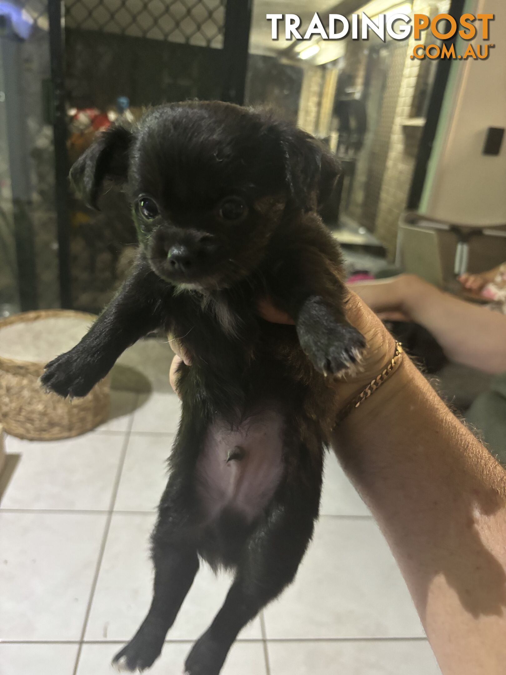 Awesome Chihuahua Girl Puppy Reduced To Sell