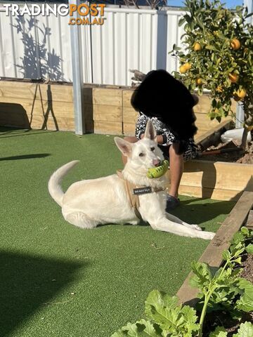 Stunning 3-Year-Old Purebred White German Shepherd – Perfect Family Companion!