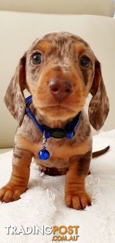 PURE MINI DACHSHUND